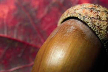 Part of acorn and red autumn leaf macro