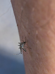 Vertical macro photo of a mosquito feeding on a male Caucasian