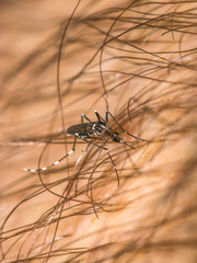 Vertical photo of a mosquito feeding on a caucasian male through thick body hair
