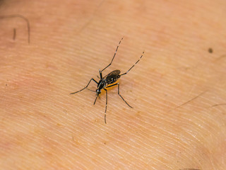 Horizontal photo of a mosquito feeding on a caucasian male