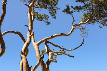 Crooked tree branches
