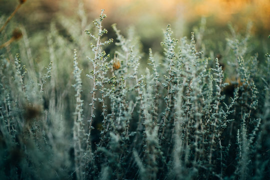 macro details of dried plants