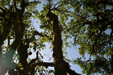 Trees Overhead