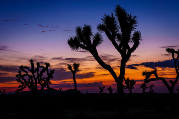 Fototapeta na wymiar Joshua Tree Sonnenuntergang