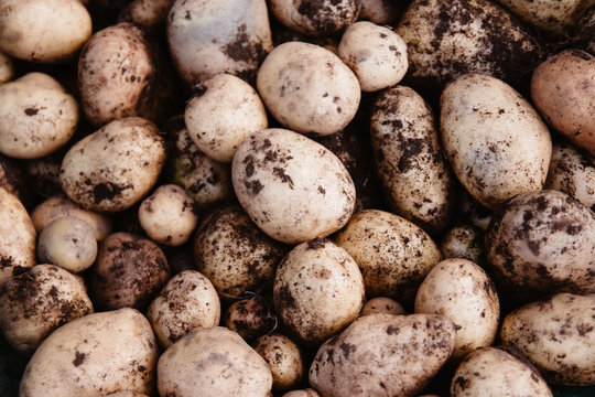 Fresh Crop Potatoes