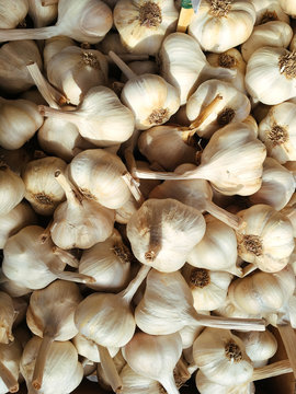 Garlic