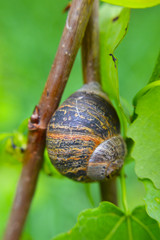 Snail