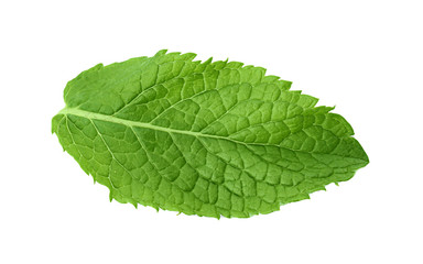 Obraz premium Fresh mint isolated on white