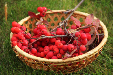 rowan