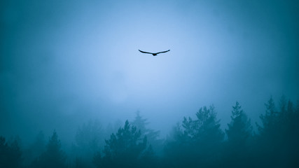 Hawk flying over treetops in fog