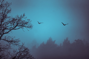 Geese flying over treetops in fog