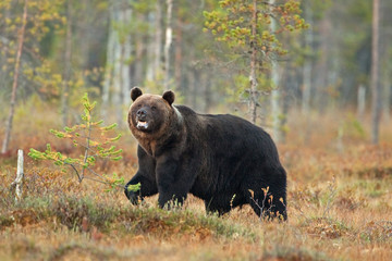 brown bear, ursus arctos, Finland