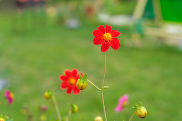 Amazing beautiful bokeh background with bright red or pink or coral dahlia flowers. A colorful floral nature garden