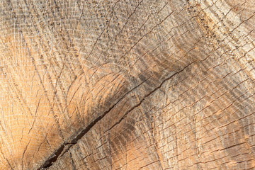 Fototapeta premium Cut log texture.
