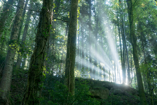Early sunbeams in a forest