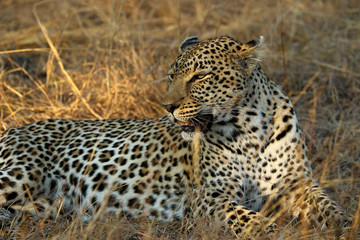 Naklejka premium Portrait of a leopard (Panthera pardus), Kruger National Park, South Africa