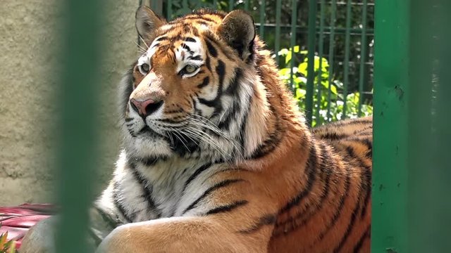 Tiger at the zoo, close up