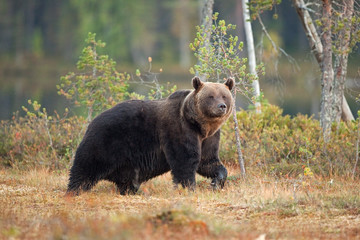Naklejka na ściany i meble brown bear, ursus arctos, Finland