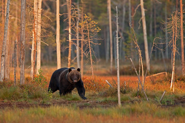 brown bear, ursus arctos, Finland
