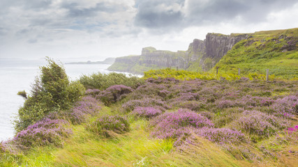 cliffs with moore of skye island in summer scotland