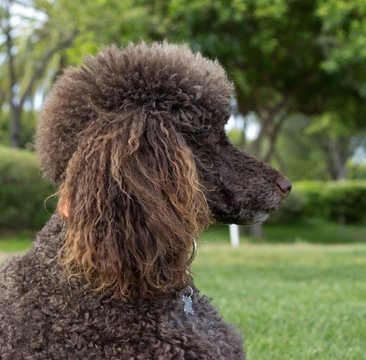Close-up portrait of a standard poodle - Stock photo