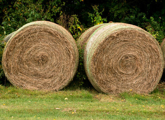 Proces of harvesting, stacked hay bales for feeding animals