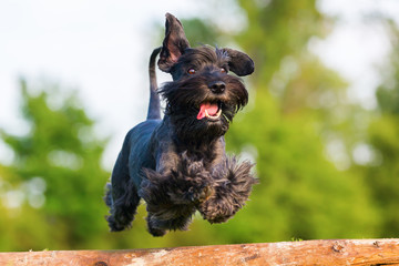 Standard schnauzer jumps over a wooden beam