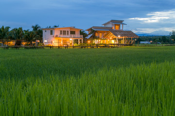 Fototapeta premium Fields in Nan Thailand nature outdoor landscape at Tanong homestay in Thailand