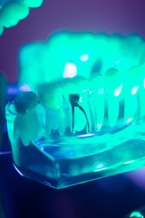 Dental oral teeth model