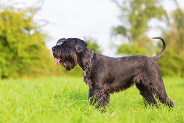 Portrait of a standard schnauzer