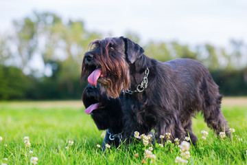 two standard schnauzer dogs on the meadow