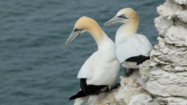 Gannets (Morus Bassanus) at Bempton Cliffs, England