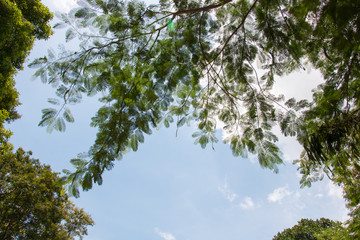 green leaf and blue sky