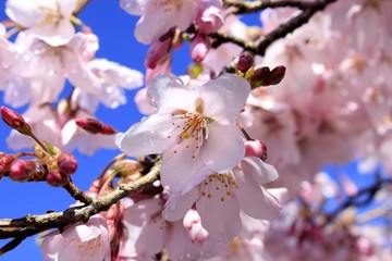 Sakura(Cherry Blossom)