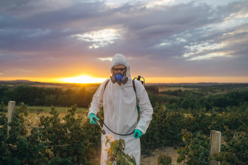 Agriculture pest control - Young worker spraying organic pesticides on fruit growing plantation during sunset. 