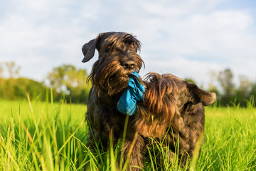 Two schnauzer fight for a treat bag