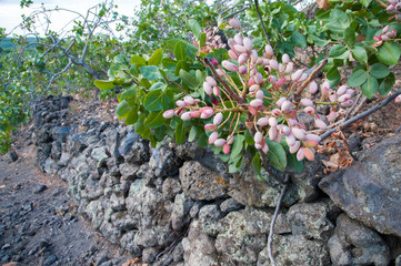 Pistachio harvest season: Pistachio bunch on tree during harvest time