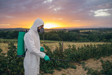 Agriculture pest control - Young worker spraying organic pesticides on fruit growing plantation...