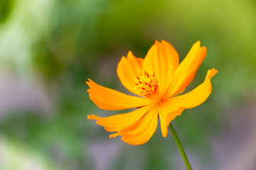 colorful of cosmos with blur background