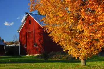 Red barn surrounded by yellow fall leaves in New England