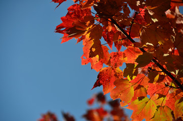 Red autumn leaves - 173127774