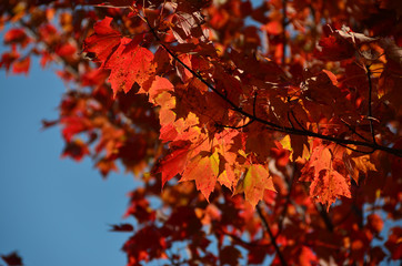 Red autumn leaves - 173127789