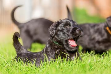 Schnauzer puppy lies on the meadow and yawns