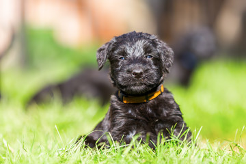 Fototapeta premium Portrait of a schnauzer puppy