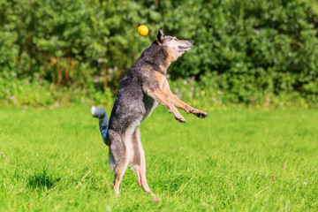 Australian cattledog jumps for a ball