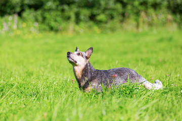 Australian cattledog on the meadow looks up
