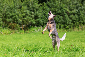 Australian cattledog jumps high