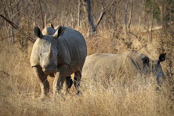 Obraz premium White rhino / rhinoceros, showing off his huge horn. South Africa