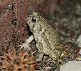 Toad in Summer