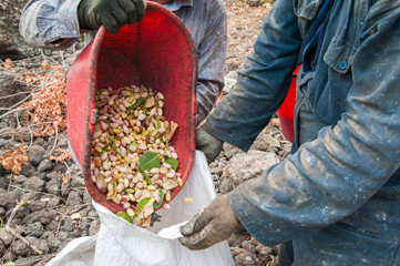 Harvest season: pistachio picker unloading his red pail in a white sack during harvest season, Bronte, Sicily